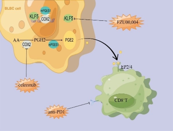 昆明动物所等发现抑制KLF5增强抗肿瘤免疫反应及PD1单抗的疗效
